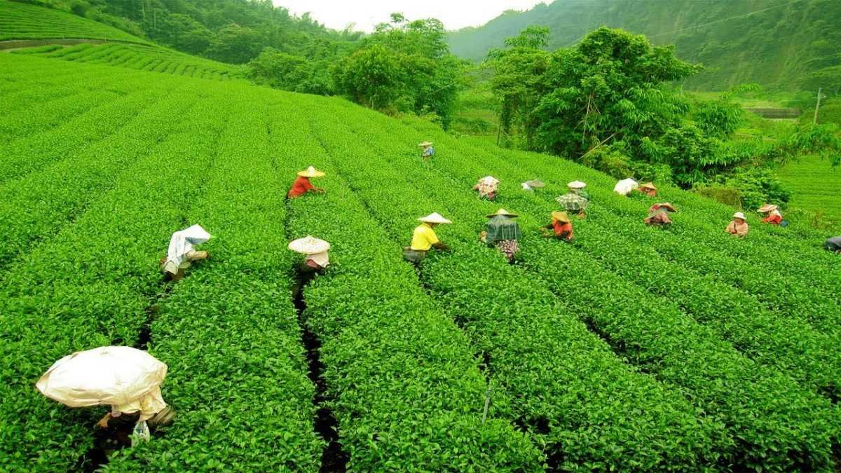 Assam Meghalaya Arunachal